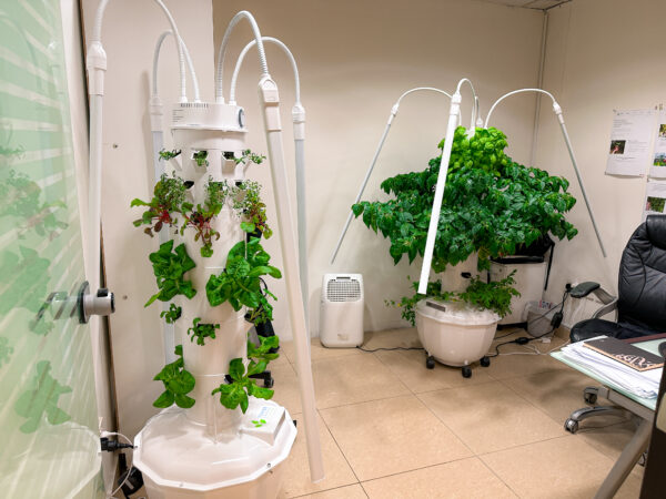 Tower Gardens in Office, growing beyond organic peppers and other greens