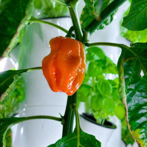 Habanero Hot Pepper “Helios” – F1 Seeds