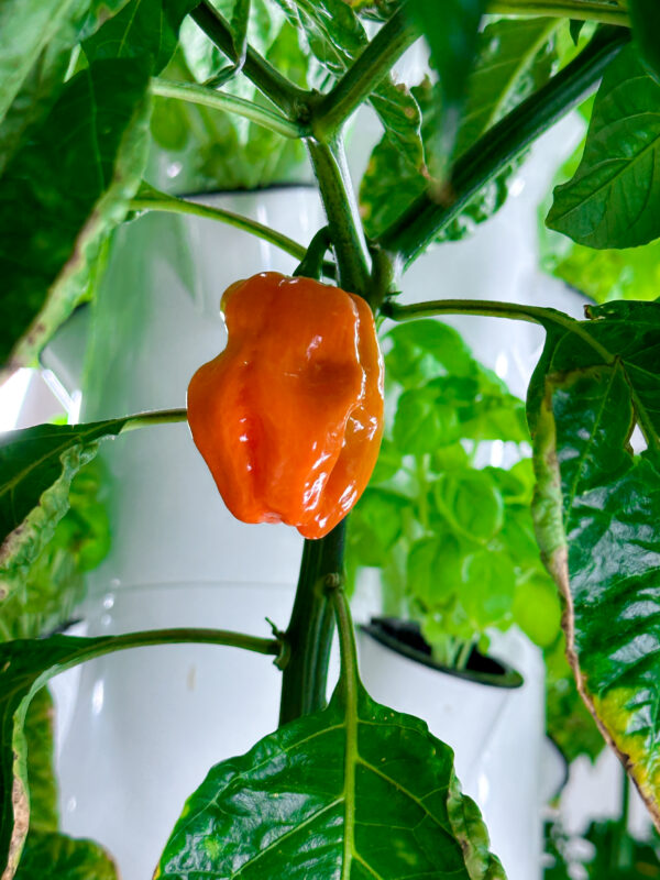 Beyond Organic Peppers growing on Tower Farms Tower Garden
