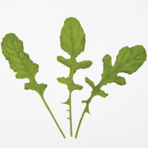 Arugula Standard (Roquette) – F1 Organic Seeds