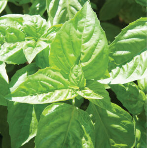 Basil “Nufar” – F1 Organic Seeds