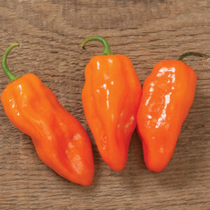 Habanero Hot Pepper “Helios” – F1 Seeds