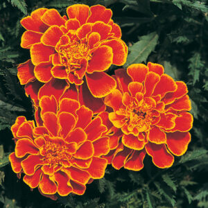 Flower Marigold “Queen Sophia” – F1 Seeds