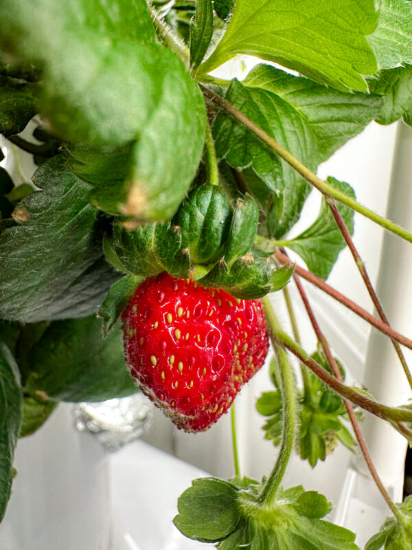 beyond organic strawberry growing on tower farm tower garden