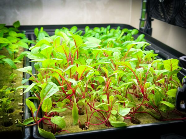Ready made seedlings by beyond organic in kuwait شتلات جاهزة في الكويت