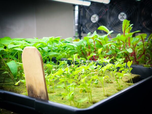 Ready made seedlings by beyond organic in kuwait شتلات جاهزة في الكويت
