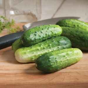 Cucumber “H-19 Little Leaf” – F1 Organic Seed