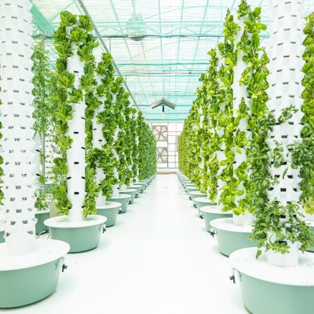 Beyond Organic Tower Farm Greenhouse in AlWafra Kuwait